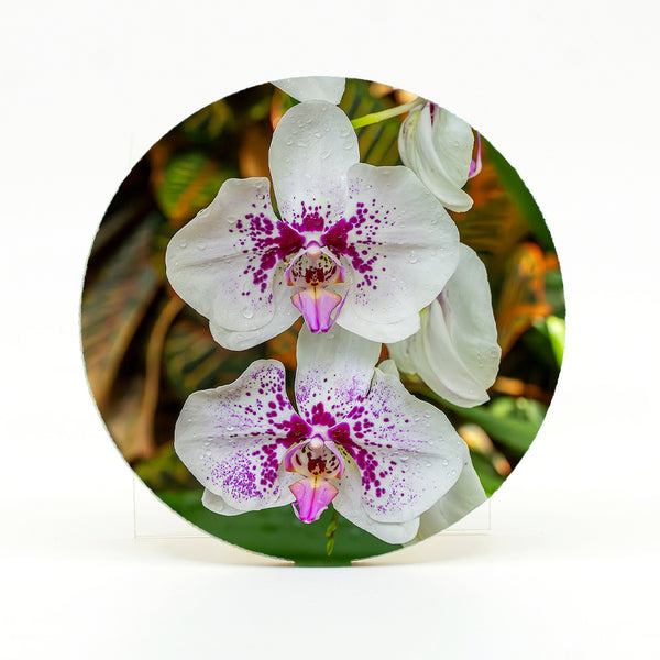 Purple Spotted Moth Orchid Flower Gifts