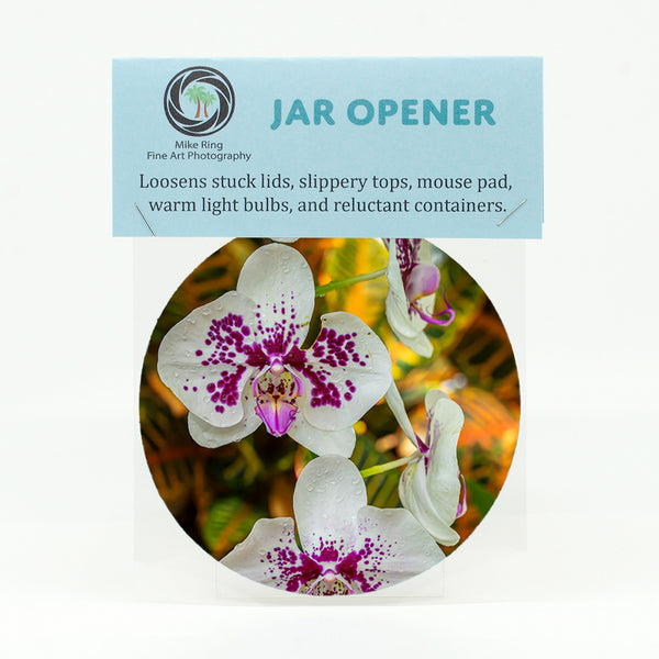 Purple Spotted Moth Orchid Flower Gifts