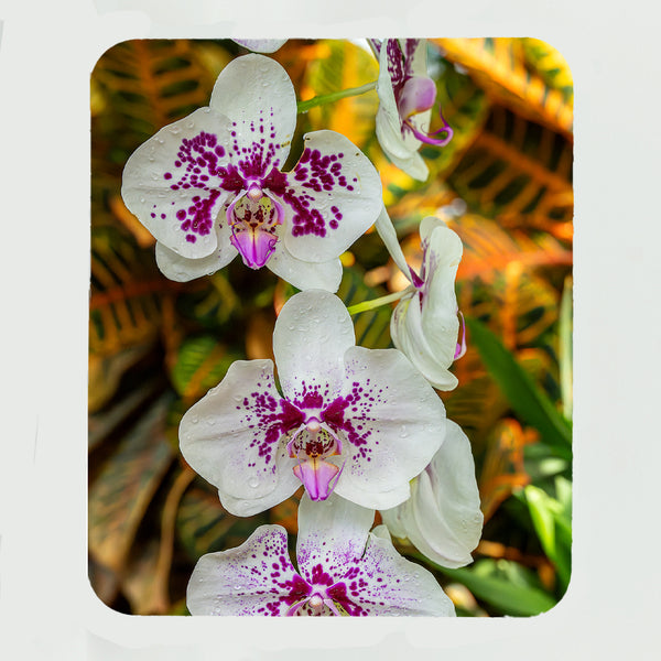 Purple Spotted Moth Orchid Flower Gifts