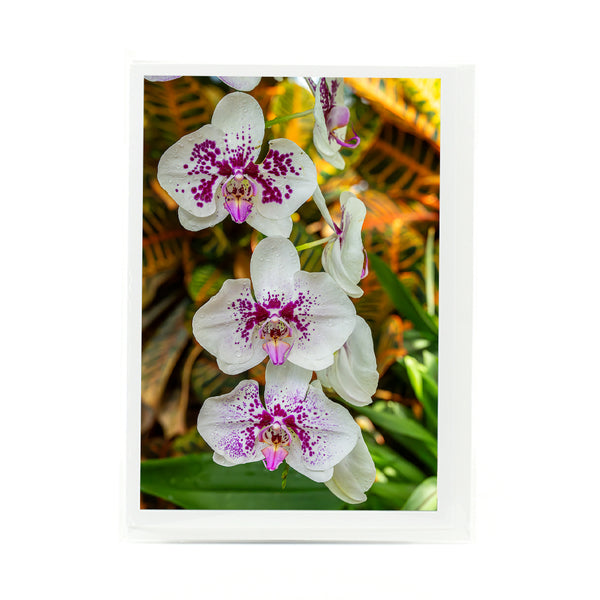 Purple Spotted Moth Orchid Flower Gifts