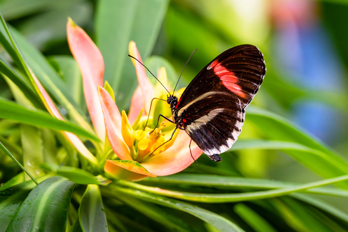 Red Postman Butterfly