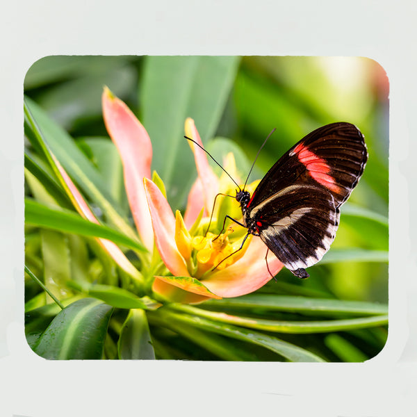 Red Postman Butterfly Gifts