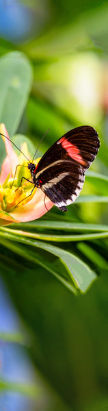 Red Postman Butterfly Gifts