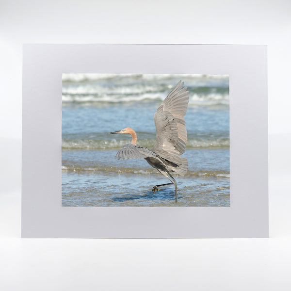 Reddish Egret Gifts