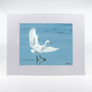 A morph reddish egret photography artwork