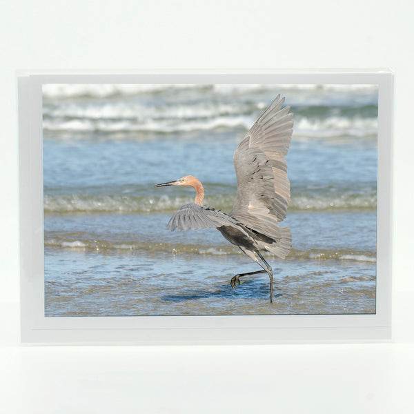 Reddish Egret Gifts