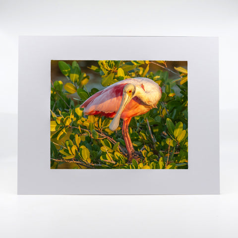 Roseate Spoonbill 5 Gifts