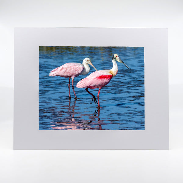 Roseate Spoonbill 4 Gifts