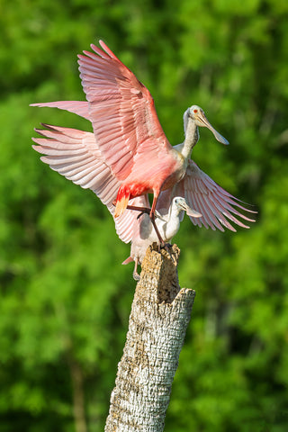 Roseate Spoonbill 11