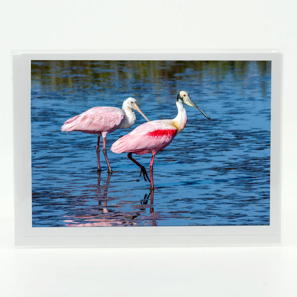 Roseate Spoonbill 4 Gifts