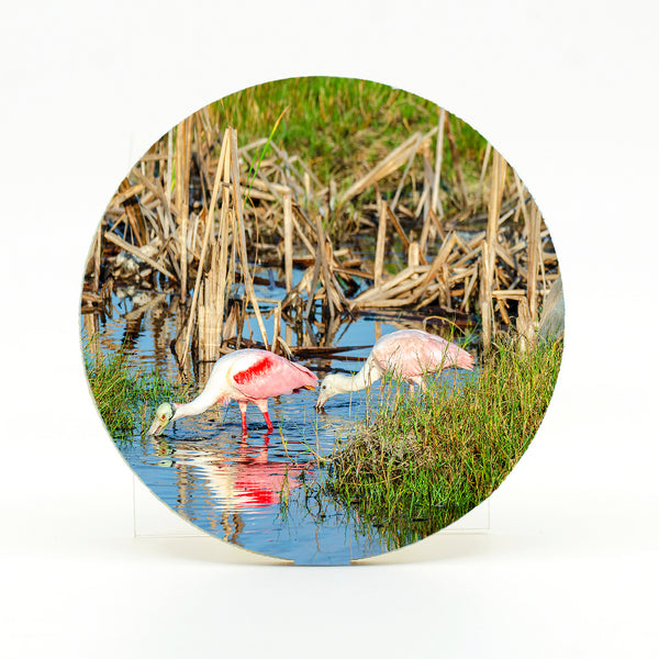 Roseate Spoonbill 6 Gifts