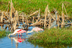 Roseate Spoonbill 6