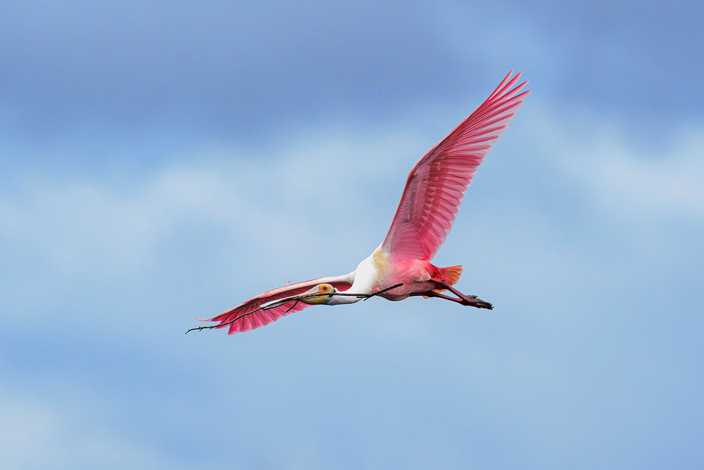 Roseate Spoonbill 8