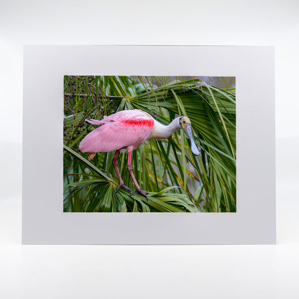 Roseate Spoonbill 9 Gifts