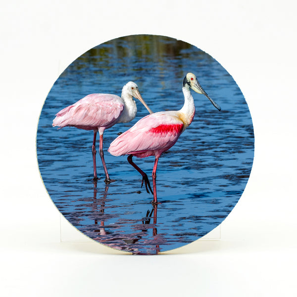 Roseate Spoonbill 4 Gifts