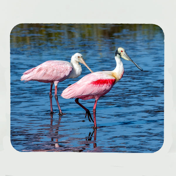 Roseate Spoonbill 4 Gifts