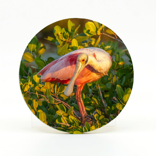 Roseate Spoonbill 5 Gifts