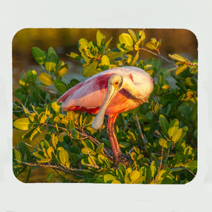 Roseate Spoonbill 5 Gifts