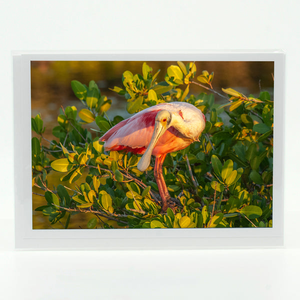 Roseate Spoonbill 5 Gifts