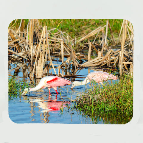 Roseate Spoonbill 6 Gifts