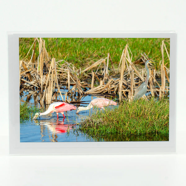 Roseate Spoonbill 6 Gifts