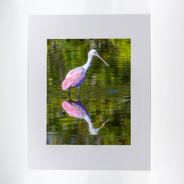 Roseate Spoonbill 7 Gifts