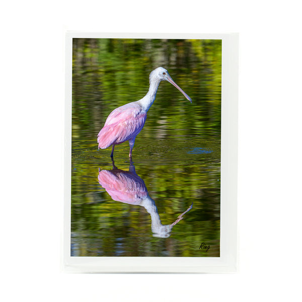 Roseate Spoonbill 7 Gifts