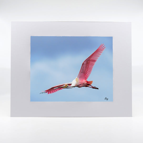 Roseate Spoonbill 8 Gifts