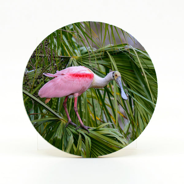 Roseate Spoonbill 9 Gifts