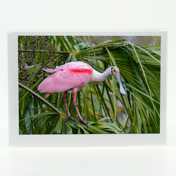 Roseate Spoonbill 9 Gifts