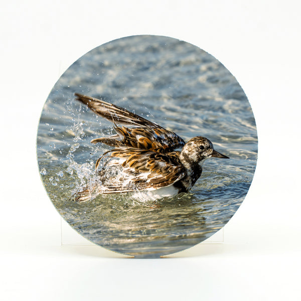 Ruddy Turnstone 3 Gifts