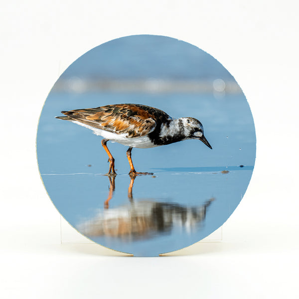 Ruddy Turnstone 4 Gifts