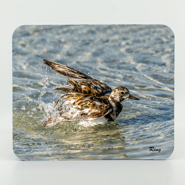 Ruddy Turnstone 3 Gifts
