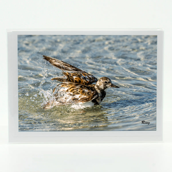 Ruddy Turnstone 3 Gifts
