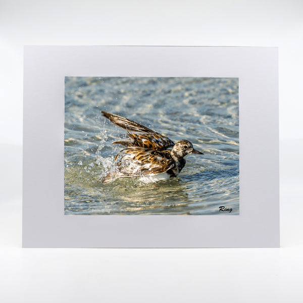 Ruddy Turnstone 3 Gifts