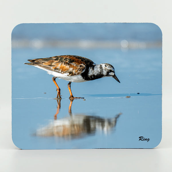 Ruddy Turnstone 4 Gifts