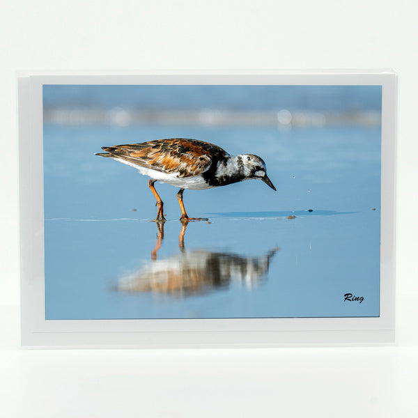 Ruddy Turnstone 4 Gifts
