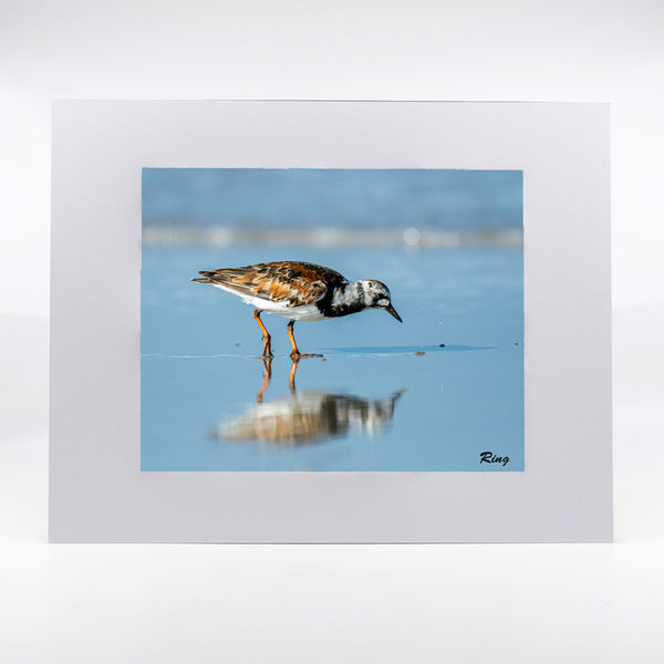 Ruddy Turnstone 4 Gifts