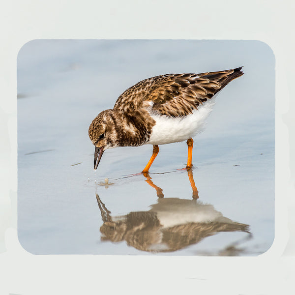 Ruddy Turnstone 2 Gifts