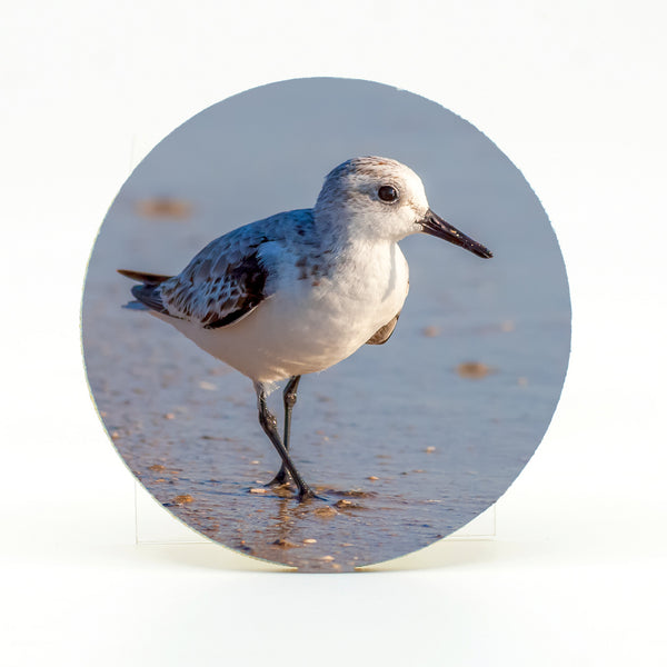 Sanderling 5 Gifts