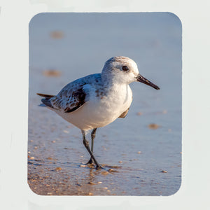 Sanderling 5 Gifts