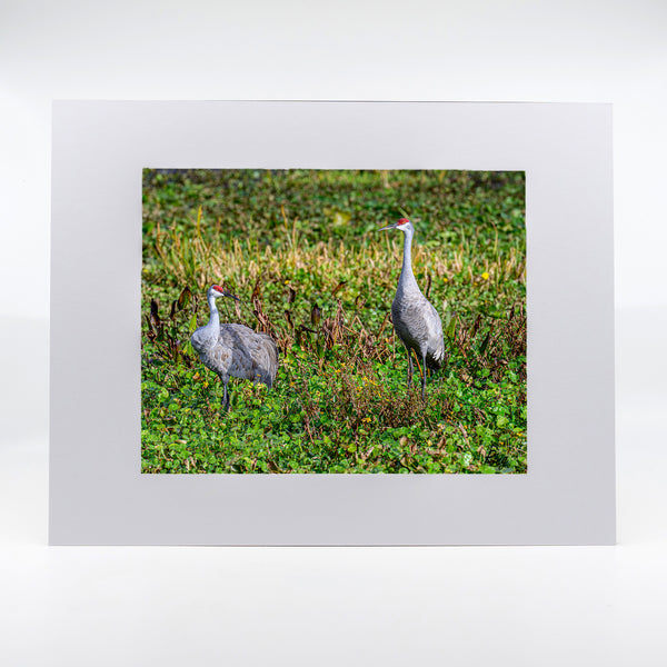 Sandhill Cranes 2 Gifts