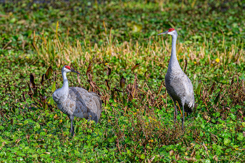 Sandhill Cranes 2