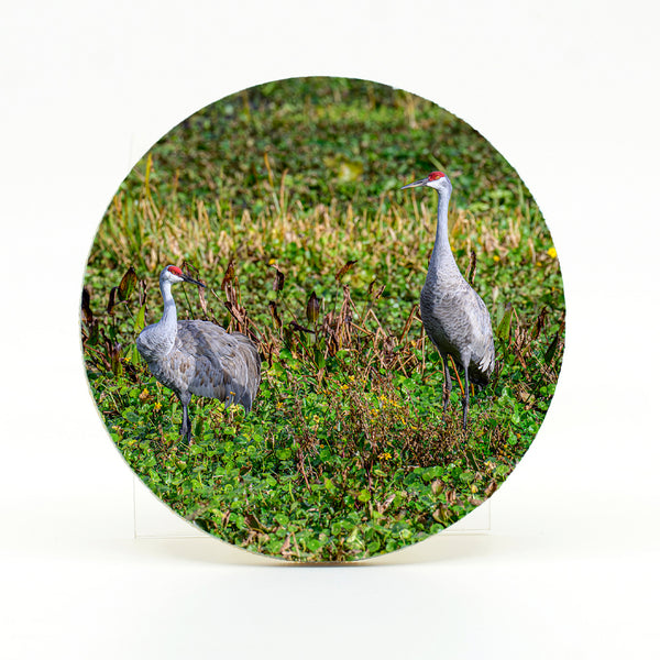 Sandhill Cranes 2 Gifts