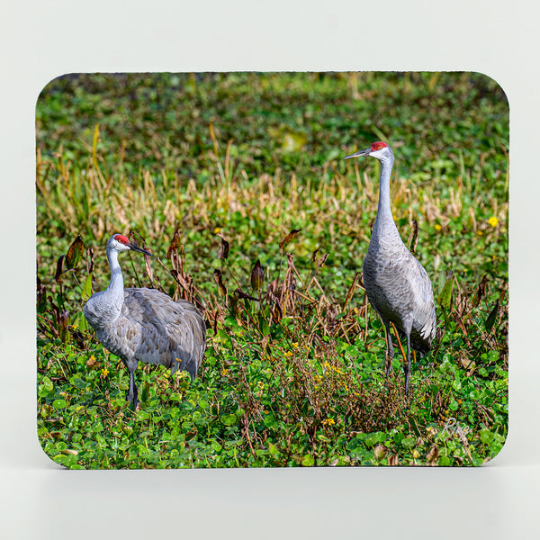 Sandhill Cranes 2 Gifts