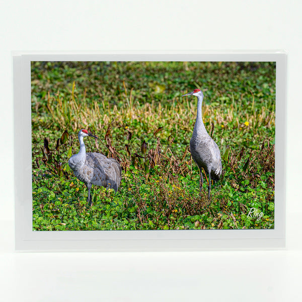 Sandhill Cranes 2 Gifts