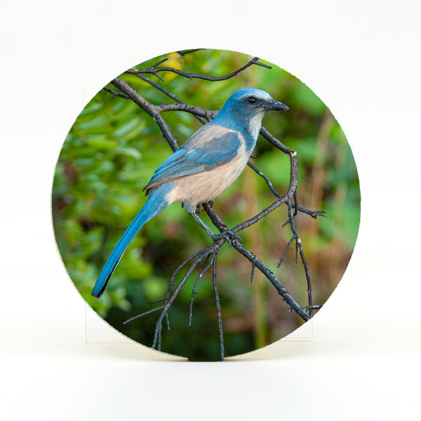 Scrub Jay 2 Gifts