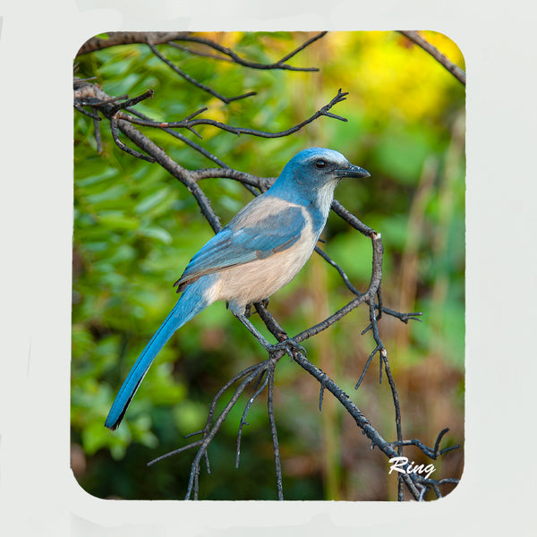 Scrub Jay 2 Gifts