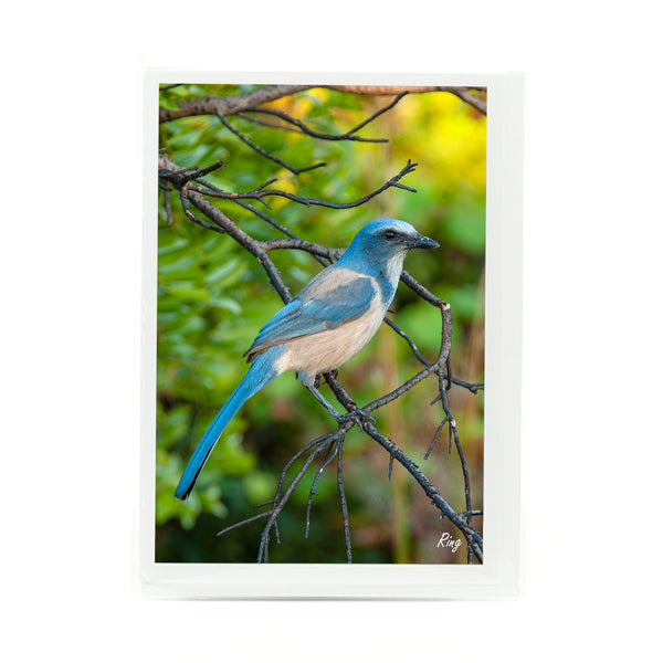 Scrub Jay 2 Gifts