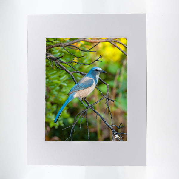 Scrub Jay 2 Gifts